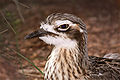 * Nomination Bush Stone-curlew Benjamint 10:24, 29 October 2007 (UTC) * Decline Are you sure about the accuracy of the exposure data in the exif file? F/3.7 and 1/800 seems unreal for this subject - Alvesgaspar 12:52, 31 October 2007 (UTC) Yeah, I was only a few feet away using a flash, and it was taken in shutter priority Lighting unfortunate. Lycaon 22:19, 4 November 2007 (UTC)