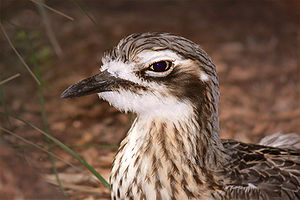 Burhinus grallarius