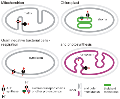 Directions of chemiosmotic proton transfer in the mitochondrion, chloroplast and in gram-negative bacterial cells (cellular respiration and photosynthesis). The bacterial cell wall is omitted, gram-positive bacterial cells do not have outer membrane. Chemiosmotic proton transfer.gif