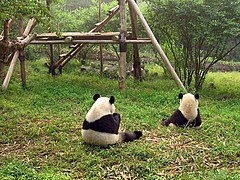 Pandas in Chengdu