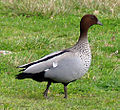 ♂ Australian National University, Australia