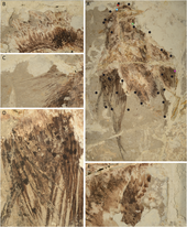 Plumage pattern in specimen CUGB P1401 Confuciusornis plumage.png