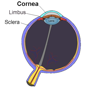 Cornea Transparent front layer of the eye