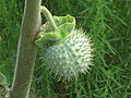 Might be Datura inoxia or Datura wrightii