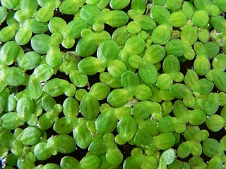 <i>Lemna minor</i> Species of flowering plant in the family Araceae