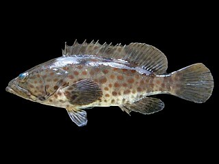 <span class="mw-page-title-main">Orange-spotted grouper</span> Species of fish