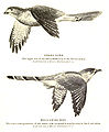 Image 18The hawk-cuckoo resembles a predatory shikra, giving the cuckoo time to lay eggs in a songbird's nest unnoticed (from Animal coloration)
