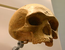 Архачний Homo sapiens або Homo heidelbergensis можливоHomo helmei