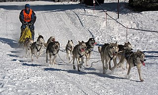 <span class="mw-page-title-main">Sled dog racing</span> Sport