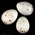 * Kandidimi eggs of Eurasian bullfinch (africana) - Oeufs de Bouvreuil pivoine (africana) --Ercé 06:56, 18 September 2024 (UTC)  Support Good quality. --Poco a poco 07:07, 18 September 2024 (UTC) * E miratuar {{{2}}}