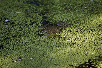 Frog in pond