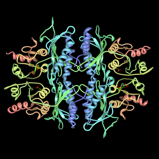 <span class="mw-page-title-main">Fructose 1,6-bisphosphatase</span> Class of enzymes