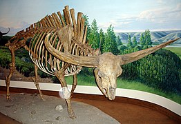 Bison latifrons, 2,5 mètres au garrot pour 2 tonnes