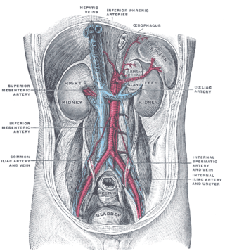 <span class="mw-page-title-main">Renal artery</span> Vessel supplying blood to kidney