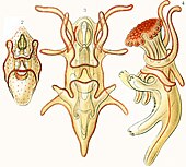 Larva de pez estrella