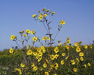 Higante a mirasol (H. giganteus)