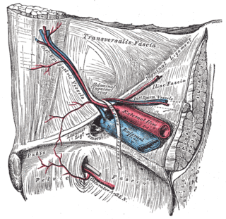 <span class="mw-page-title-main">Inferior epigastric vein</span> Large blood vessel