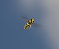 * Nomination Flying hoverfly -- Alvesgaspar 16:45, 10 September 2011 (UTC) * Withdrawn -- Way below size :(( Alvesgaspar 19:13, 10 September 2011 (UTC)