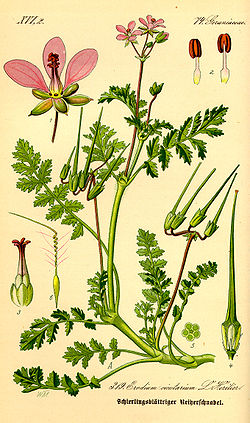 Peltokurjennokka (Erodium cicutarium)