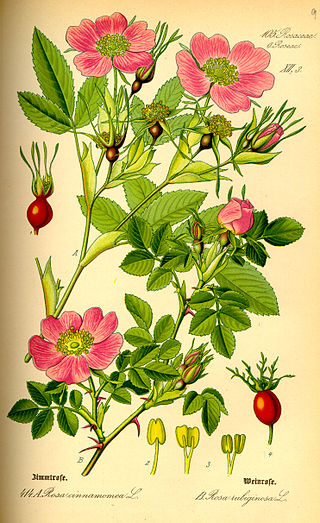 <span class="mw-page-title-main">Rosales</span> Order of flowering plants