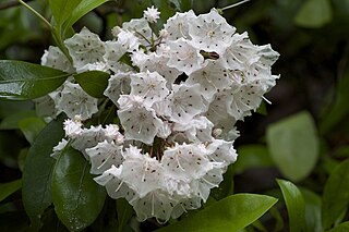 <i>Kalmia</i> Genus of flowering plants in the heath family Ericaceae