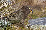 Nestor notabilis English: Kea Deutsch: Kea, Bergpapagei