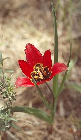 <i>Tulipa armena</i> Species of plant in the family Liliaceae