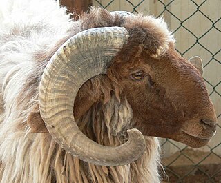 <span class="mw-page-title-main">Awassi</span> Middle-Eastern breed of sheep