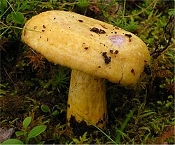 Kislusis piengrybis (Lactarius repraesentaneus)