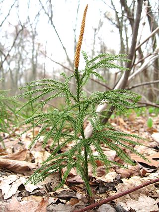 <i>Dendrolycopodium obscurum</i> Species of spore-bearing plant