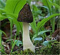 Morchella gigas (synonym with Category:Morchella semilibera?)