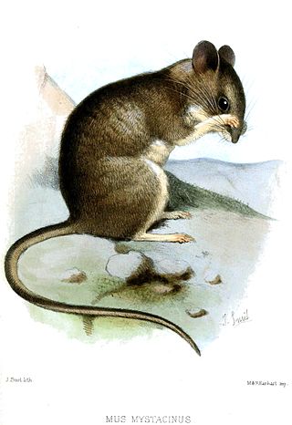 <span class="mw-page-title-main">Eastern broad-toothed field mouse</span> Species of rodent