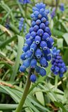 Muscari Neglectum.jpg