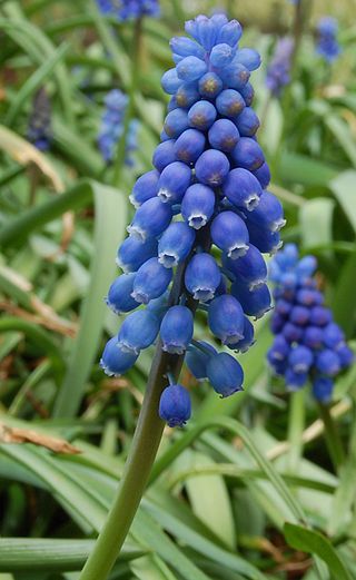 <i>Muscari</i> Genus of flowering plants in the family Asparagaceae