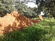 Remains of Naa Zaringa defense wall in Ghana