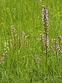 Orchis militaris, Neottia ovata, Platanthera spec.