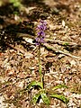 Orchis mascula Belgium - Dourbes