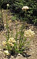 Ozothamnus diosmifolius