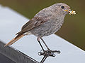 Female; Germany