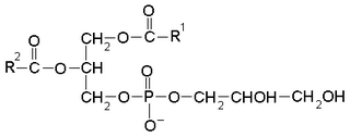 <span class="mw-page-title-main">Phosphatidylglycerol</span> Lipid