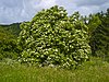 Sambucus nigra 004.jpg