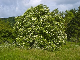 <i>Sambucus nigra</i> Species of flowering plant in the moschatel family Adoxaceae