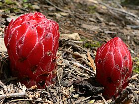 Sarcodes sanguinea, Mariposa Grove