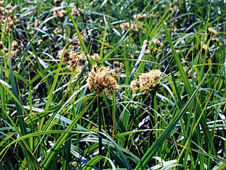 <i>Scirpus</i> genus of flowering plants in the sedge family Cyperaceae