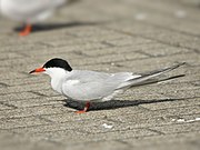 Sterna hirundo