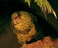 Kakapo