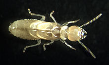 A young termite nymph featuring visible wing buds. Nymphs mainly develop into alates. Termite-by-RalfR.jpg