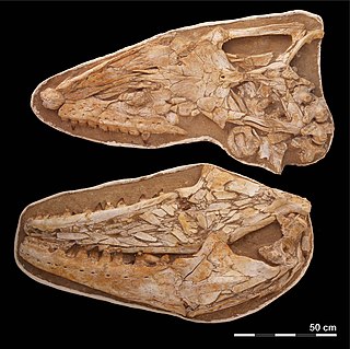 <i>Thalassotitan</i> Large bodied African mosasaur