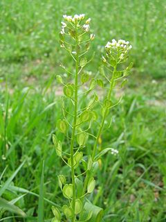 <i>Thlaspi arvense</i> Species of flowering plant in the cabbage family Brassicaceae