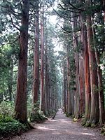 Dreef met bomen in Nagano in Japan